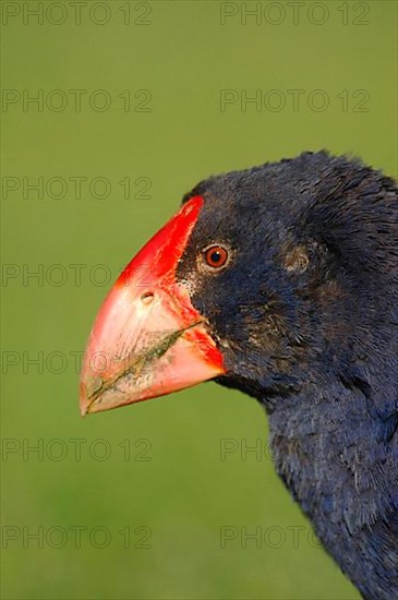 Takahe