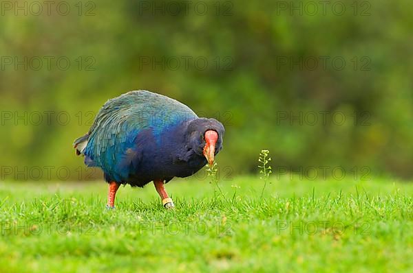 Takahe