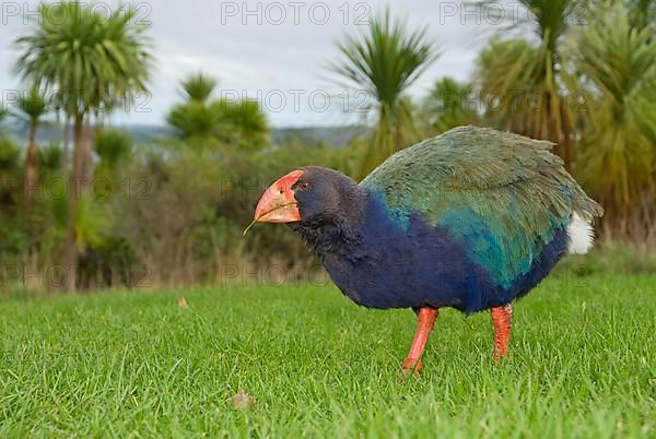 Takahe