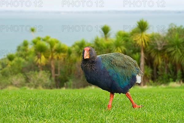 Takahe