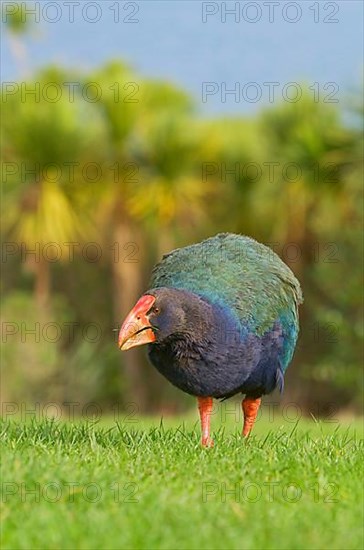 Takahe