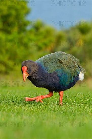 Takahe