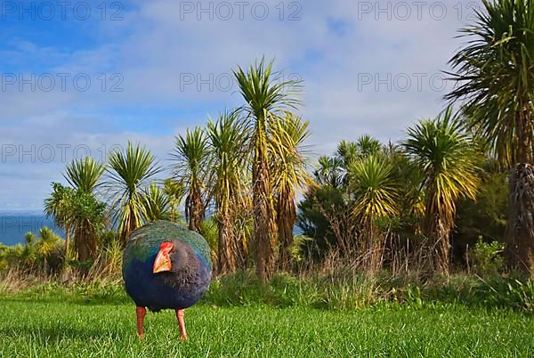 Takahe