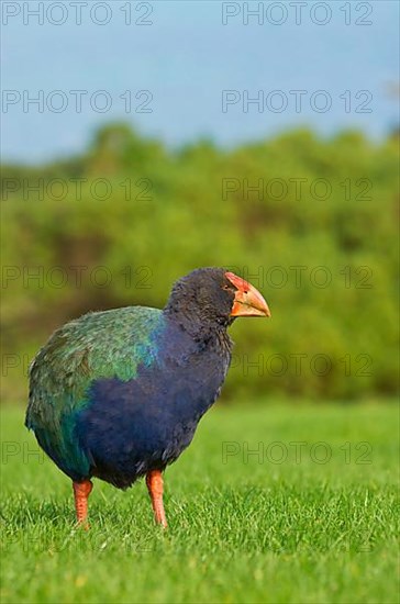 Takahe