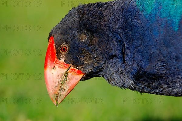 Takahe