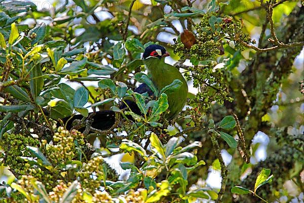 Hartlaub's hartlaub's turaco