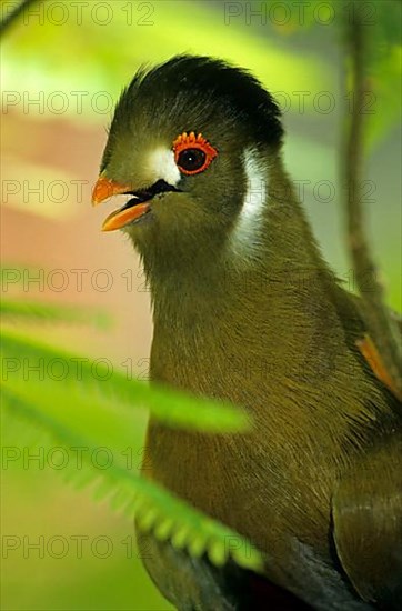 White-cheeked Turaco