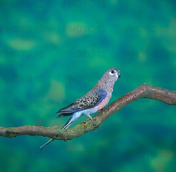 Bourke's Parakeet