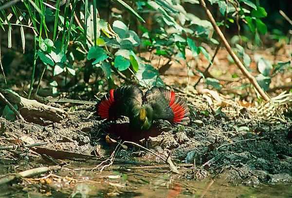 Guinea turacos