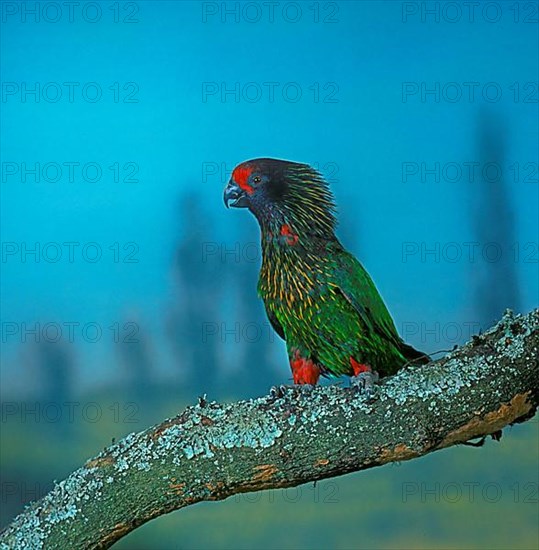 Yellowish-streaked lory