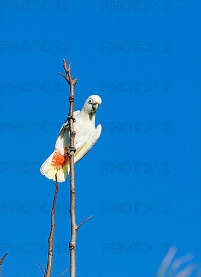 Red red-vented cockatoo