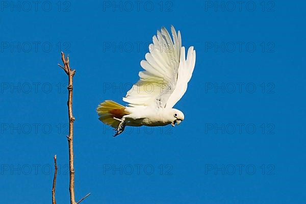 Red red-vented cockatoo