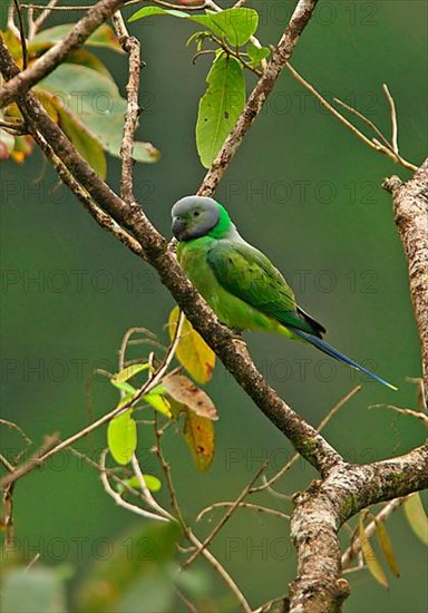 Layard's parakeet