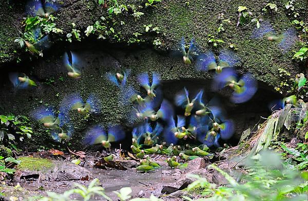 Cobalt-winged parakeet