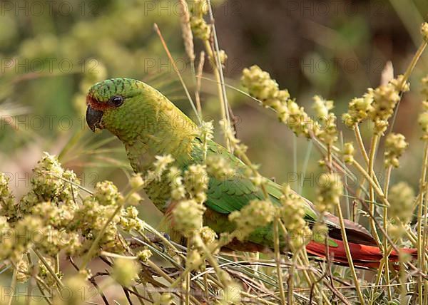 Austral Parakeet