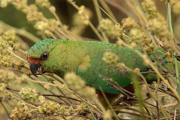 Austral Parakeet