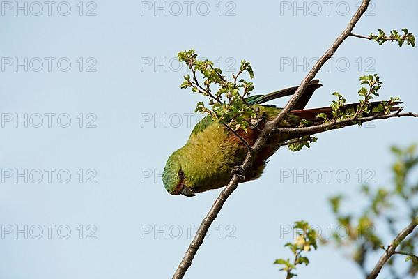 Austral parakeet