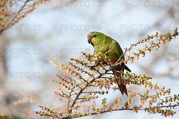 Austral parakeet