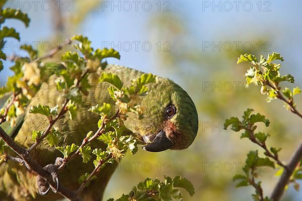 Austral parakeet