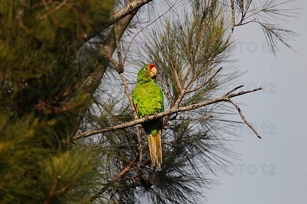 Crimson-fronted Parakeet