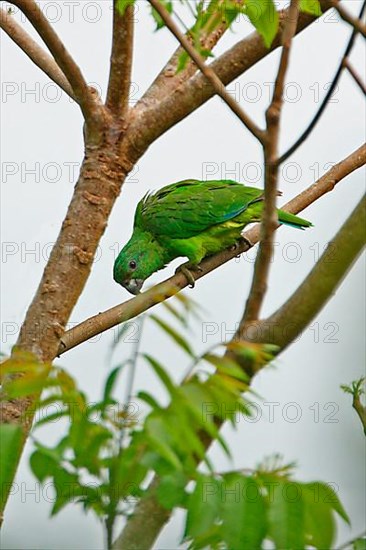 Adult black-billed amazon