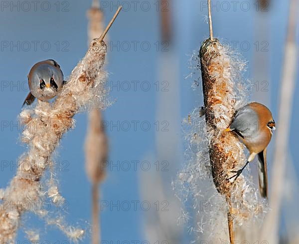 Bearded Reedlings