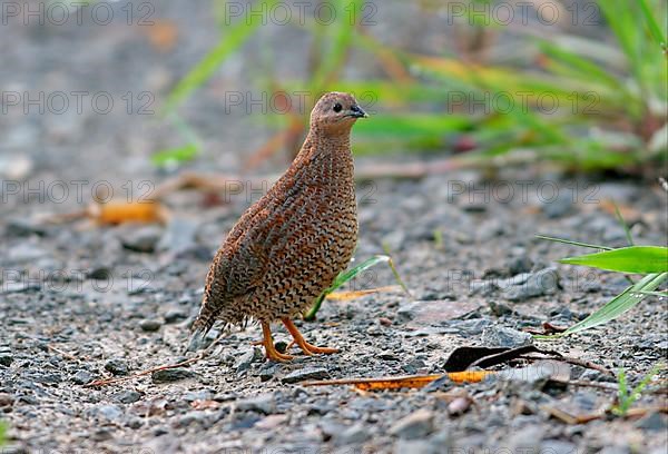 Brown quail