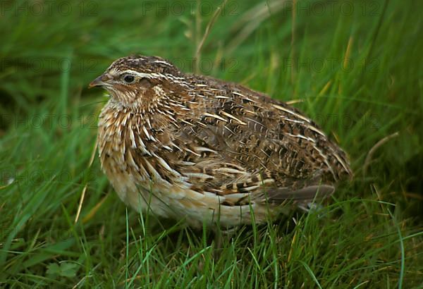 Japanese Quail