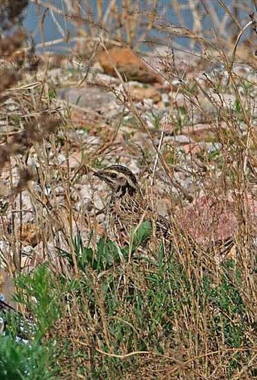 Japanese Quail