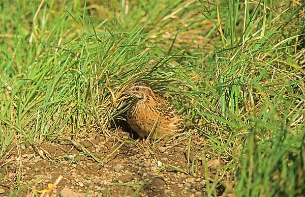 European Quail