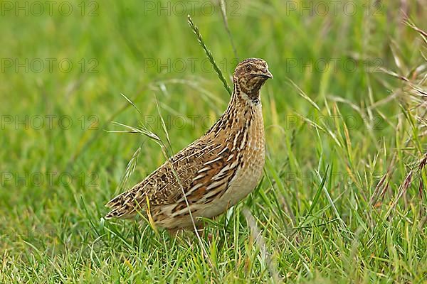 European Quail