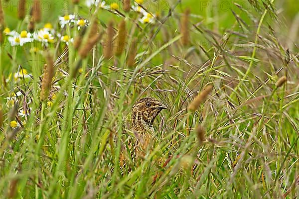 European Quail