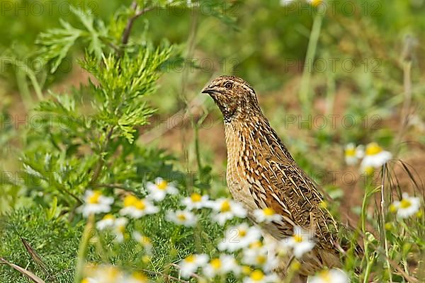 European Quail