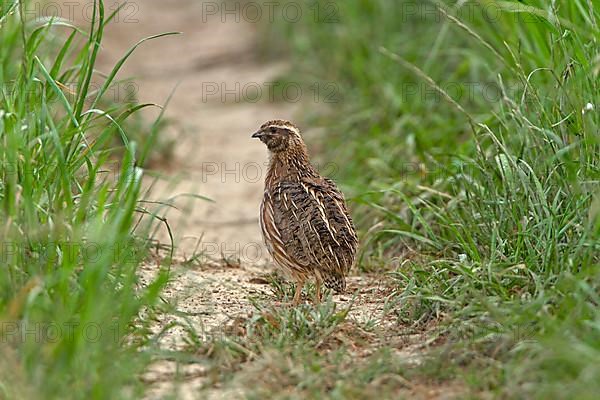 European Quail