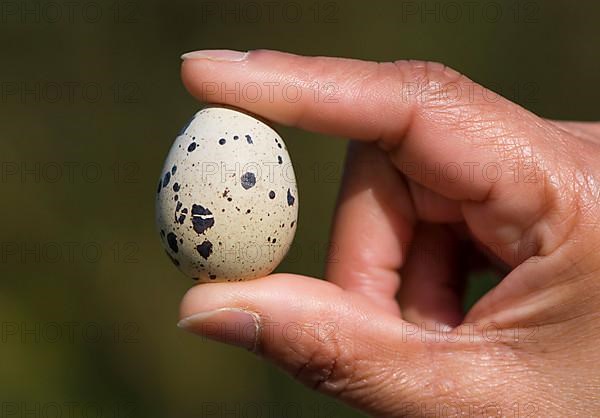 European quail