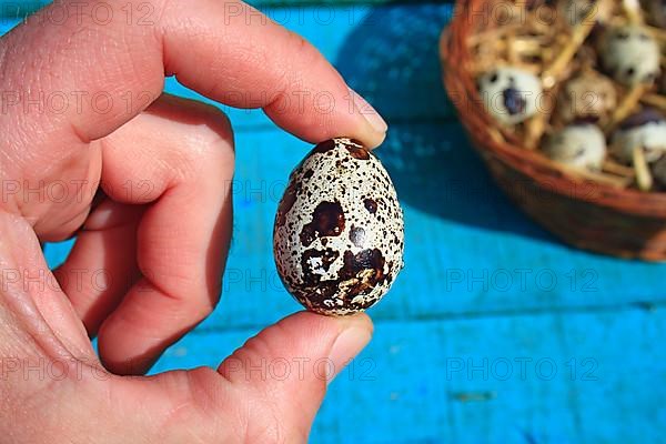 European quail