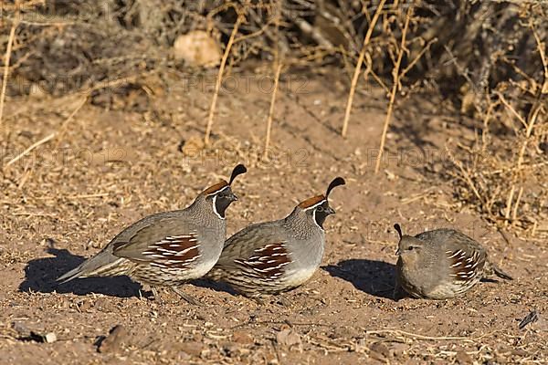 Gambel's gambel's quail