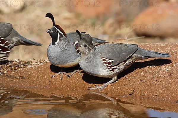 Gambel's gambel's quail