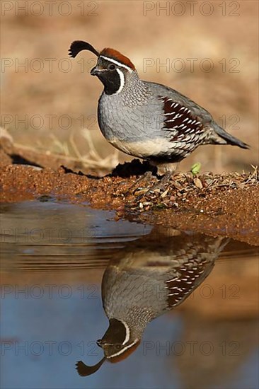 Gambel's gambel's quail