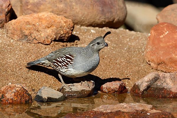 Gambel's Quail