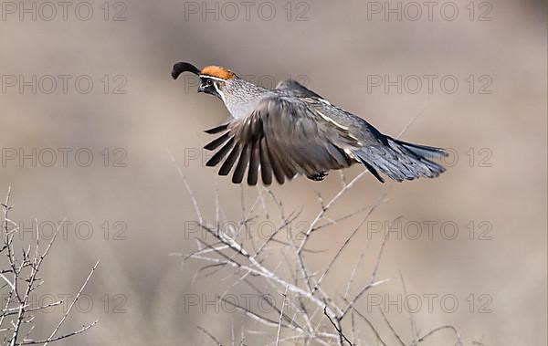 Gambel's gambel's quail