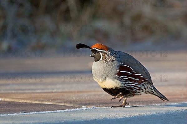 Gambel's Quail