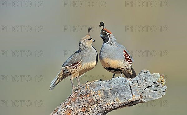 Gambel's gambel's quail