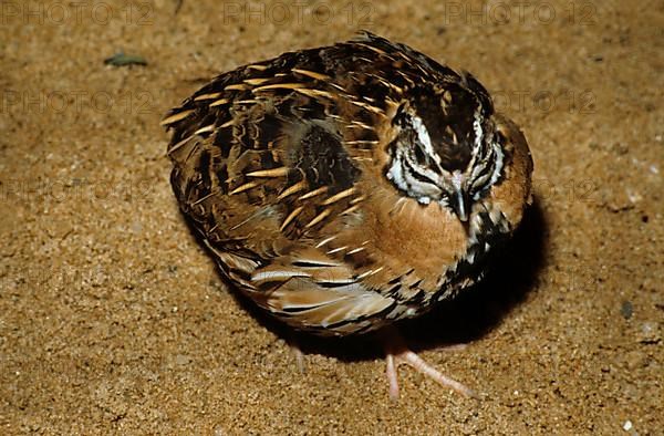 Rain Quail