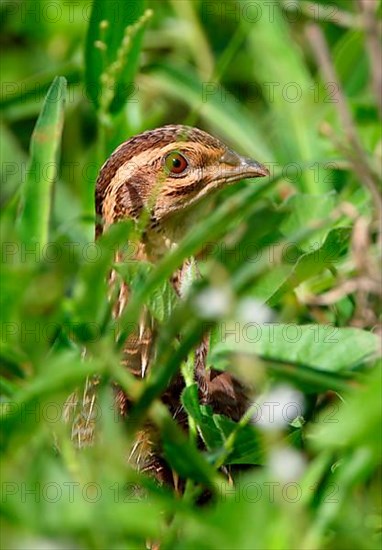 Harlequin Quail