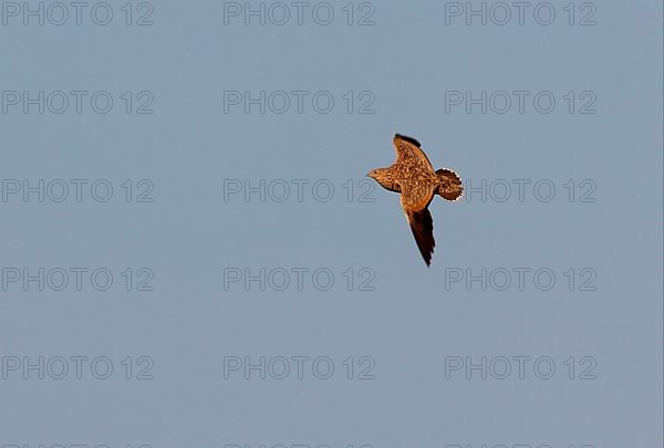 Black-bellied Sandgrouse