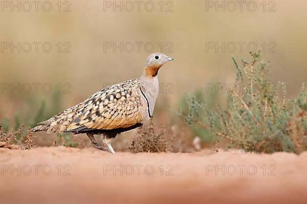 Black-bellied Sandgrouse