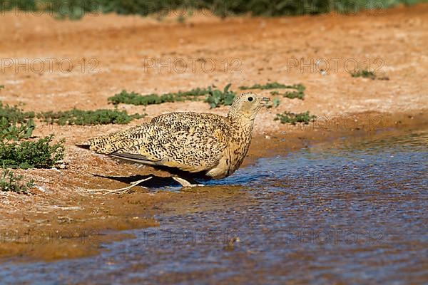 Black-bellied sandgrouse