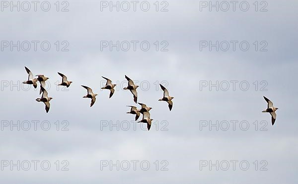 Sandgrouse