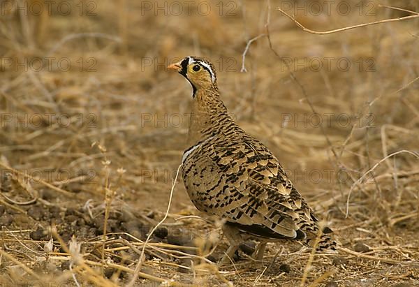 Black-faced sandgrouse